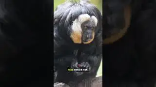 New Monkey Was Discovered in 2014