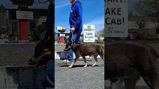 Someone requested a walk by of this place. Stormy Daniels appeared here#cattledog #shorts