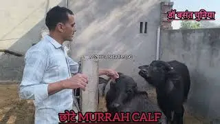 Murrah Calf कैसे त्यार करें देखिये 👌डॉ #बसंत #पुनिया ने Calf जबर त्यार कर दिए 👌#murrah #calf #dairy 