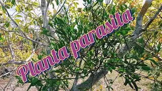 Tudo sobre plantas parasitas e como elas se reproduz
