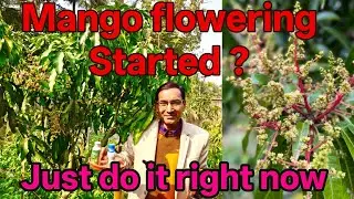 Mango flowers are coming? Just do it right now 