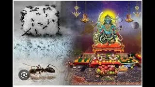The significance of feeding ants in astrology