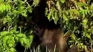 Ndoki Rain Forest | National Geographic