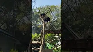 funny panda Is this stuck or playing?##panda #animal #lovableanimals