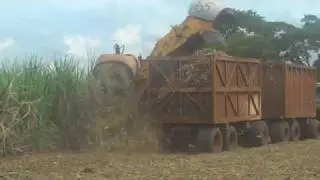 Mechanized Sugarcane Harvest in Brazil