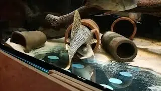 L14 Scobinancistrus Aureatus, possible spawning behaviour?