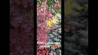 Ogr&oacute;d okrywa się czerwienią i brązem 🍂🍁#garden #ogr&oacute;d #jesień #jesienneklimaty #joannawloch #trawy