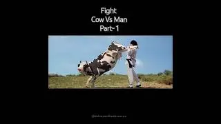 Cow vs Man | Cow Fight | Funny fighting with cow | Kung Pow