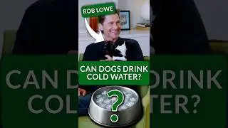 Rob Lowe Answers Correctly to Win Puppy Snuggles! Is Cold Water Safe for Dogs?