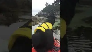 Ranger loves kayaking through the shallow open ocean waters in BC