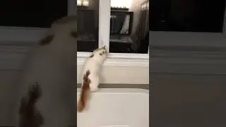 Winston the Turkish Van LOOOVES his ball