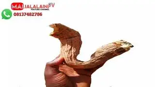 Karfin Azzakari da hana inzali da wuri (gaban ka koda ya dena tashi kayi amfani da itacen nan)
