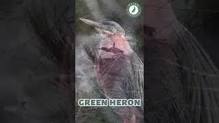 Green Heron - Pure Nature Sounds!
