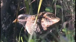 Marouette ponctu&eacute;e - Spotted Crake - T&uuml;pfelsumpfhuhn ( Porzana porzana )