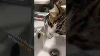 My cute cat drinking water🐱❤&zwj;🔥                     #cat #catlover #cute #kitten #cutecat #pet #pets