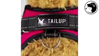 Adjustable Harness Vest - petswithtoys.com