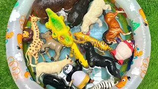Farmyard to Jungle From Farm to Forest | Farm & Wild Friends Educational Fun