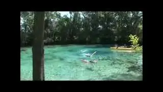 Meet Our Manatees • Citrus County, Florida