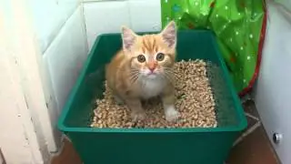 Kitten distress call