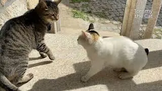 Indoor cat meets outdoor cat