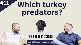 Which turkey predators? | Ep 126: Wild Turkey Science