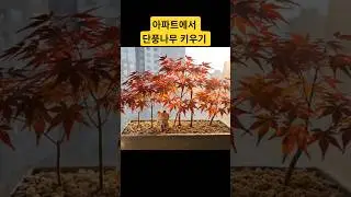 눈 내리는 창가, 아직 남아 있는 단풍 분재 아파트에서 키우기