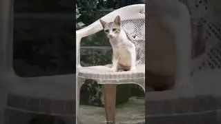 😺 cat sitting on chair... and listening  people talk and watching little kitten