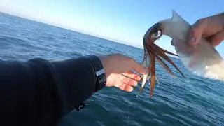 Squidding Mindarie Western Australia