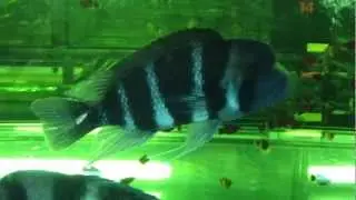Cyphotilapia Frontosa XL en Albepet