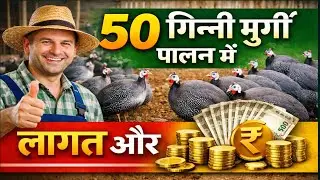 50 Guinea Fowl Farming Cost & Profit | 50 गिन्नी फाउल में लागत और कमाई | Full Calculation