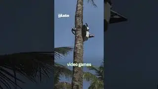 A lightweight, unmanned coconut harvesting robot that climbs