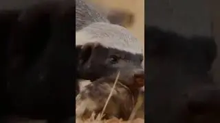 1 vs 10?! Why Wild Dogs FEAR the Honey Badger.