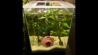 Fluval Chi 2020:  a modification