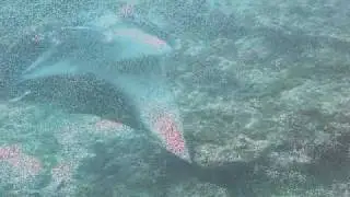 Mantapoint Maldives