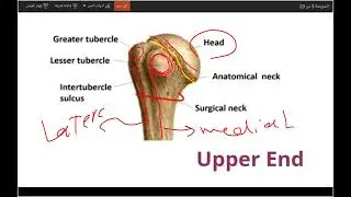 Practical 2 shoulder muscle and bone 