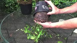 Confederate Jasmine From Seed To 16 Months