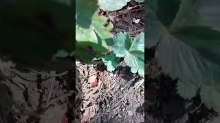 Осенняя клубничка