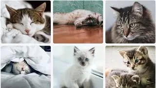 How To Create Image Gallery In HTML and CSS | photo gallery | photo gallery using flexbox | html css