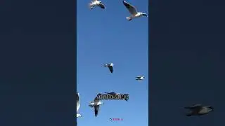 Swans Flying in the Sky | call Sounds