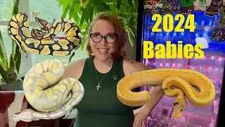 🐍 Check Out Our 2024 Ball Python Babies! 🐍