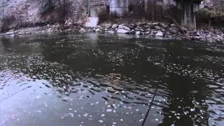 Rocky River Steelhead 11-9-2012