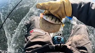 Ice Fishing For Perch