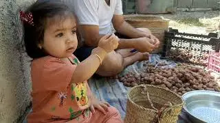 Jaafar&rsquo;s Rural Life Revealed | Date Harvest + Preparing the Land for Winter Greens Planting