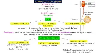 Sperm Formation. Chapter 81 part 3. Guyton and Hall Physiology.
