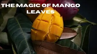 mango leaves treat kidney stone and balance blood sugar