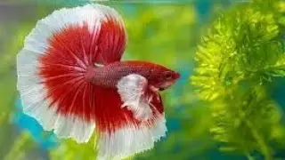 Making at home fish pond #fish #fishpond #aquriumfish #mollyfish #aquarium #shortvideo #gardening 