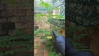 BANYAK TANAMAN LIAR DI TEMBOK RUMAH KU!