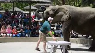 Six Flags Discovery Kingdom Elephant Show