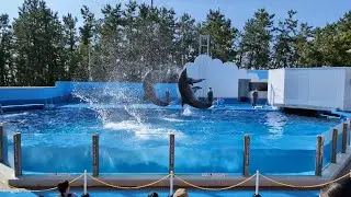 【4K】新潟市水族館 マリンピア日本海 イルカショー 2024