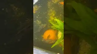 Apistogramma Elizabethae & Bitaeniata male standoff